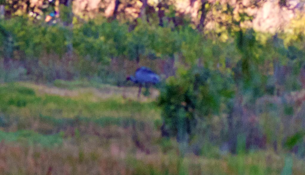 Sarus Crane