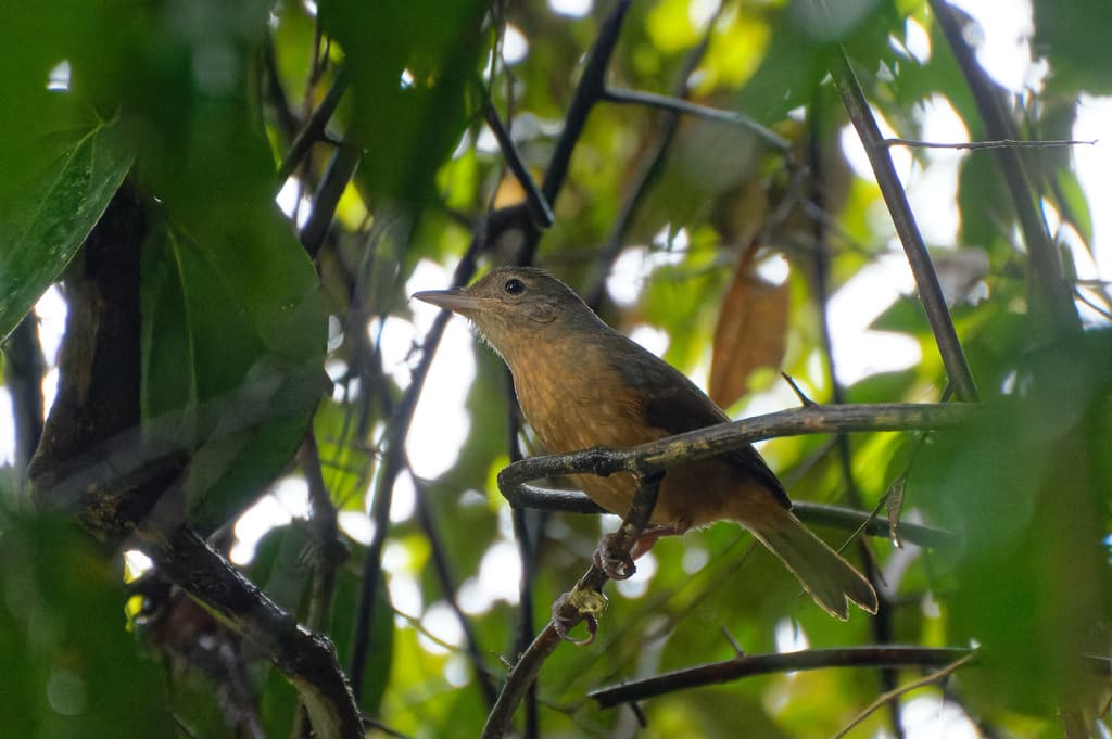Arafura Shrikethrush