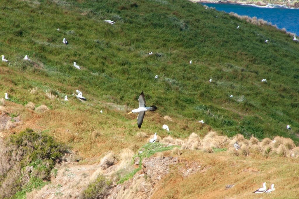 Masked Booby