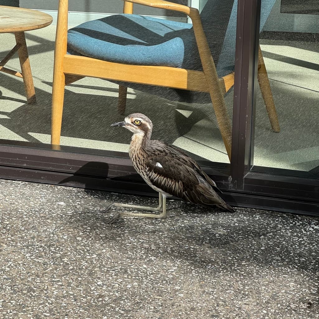 Bush Stone-curlew