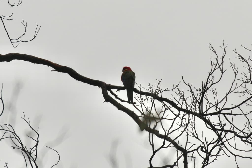 Western Rosella