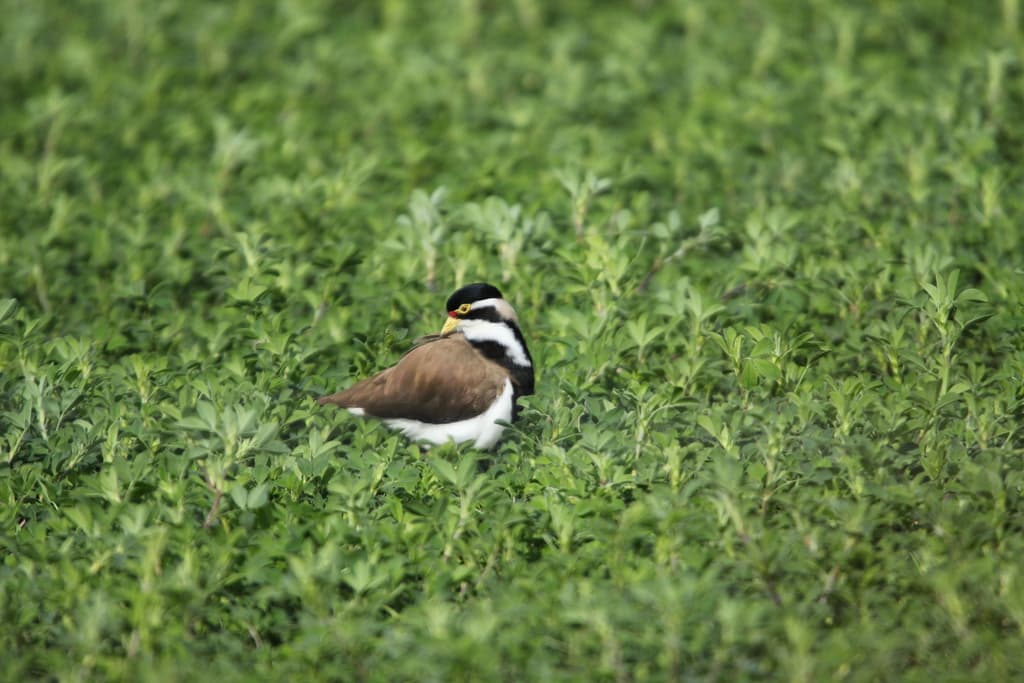 Banded Lapwing
