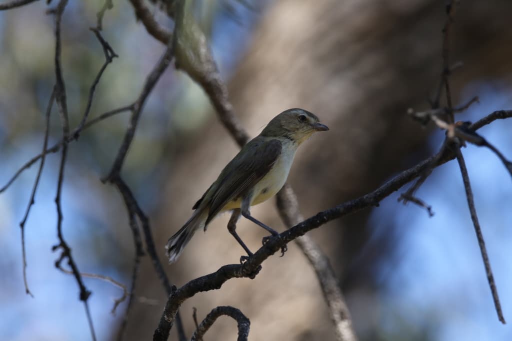 Weebill