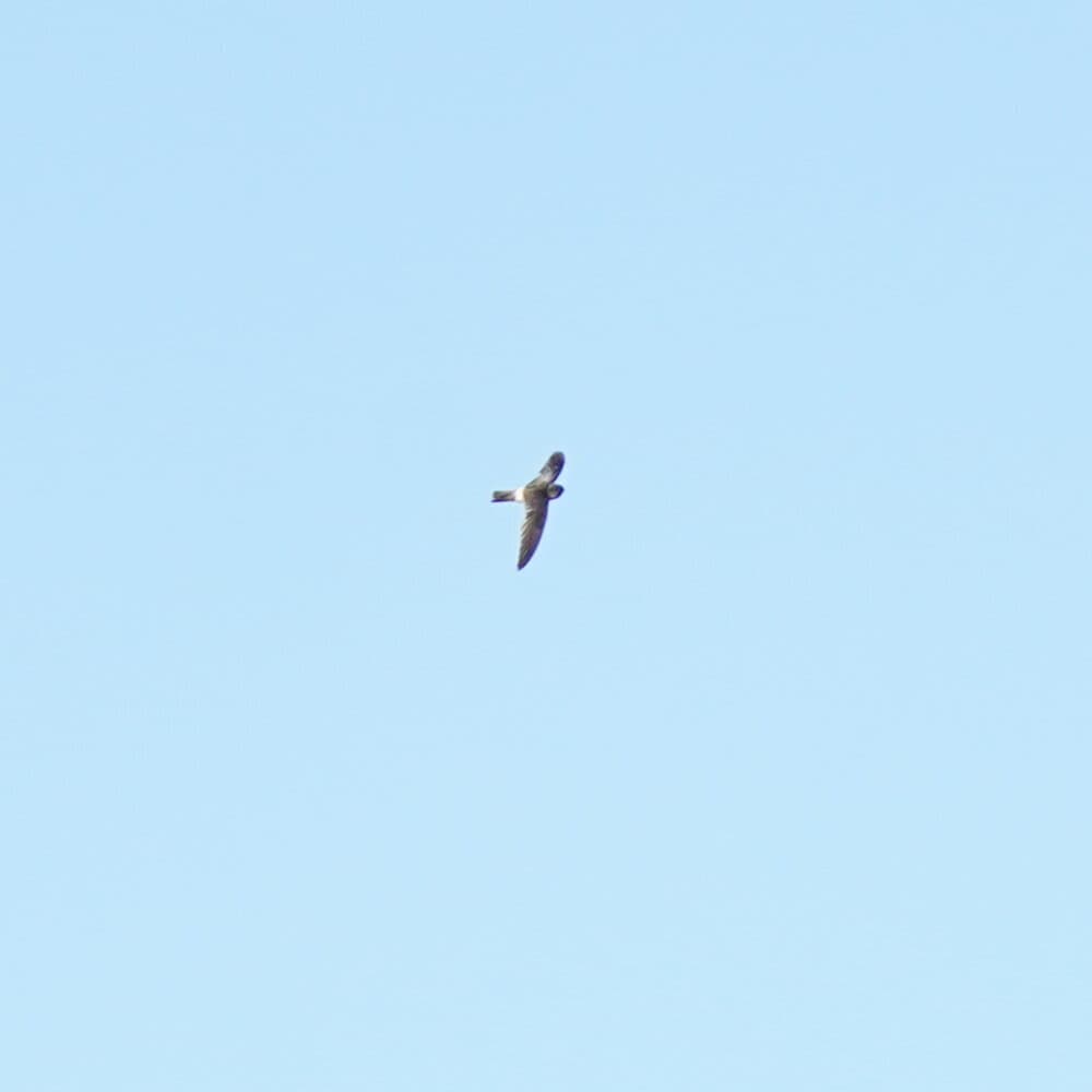 Australian Swiftlet