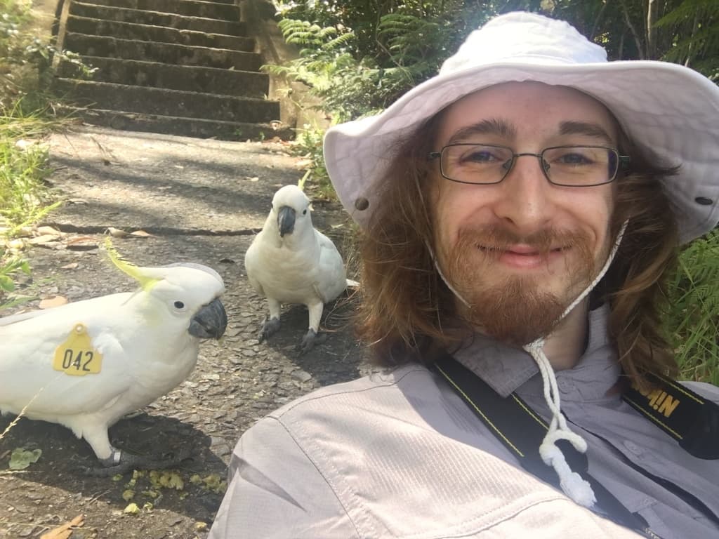 Sulphur-crested Cockatoo