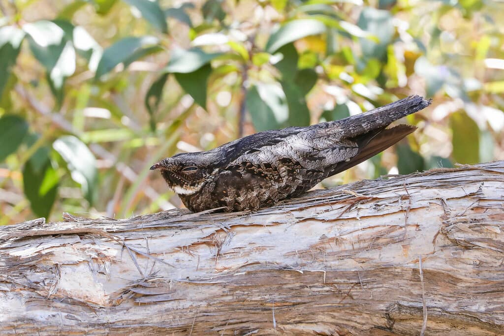 White-throated Nightjar