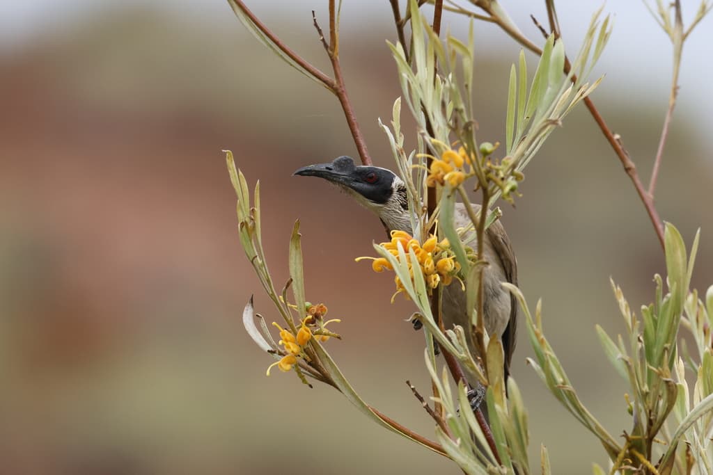 Silver-crowned Friarbird