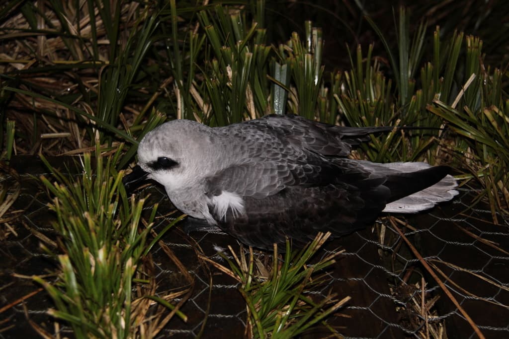 White-headed Petrel