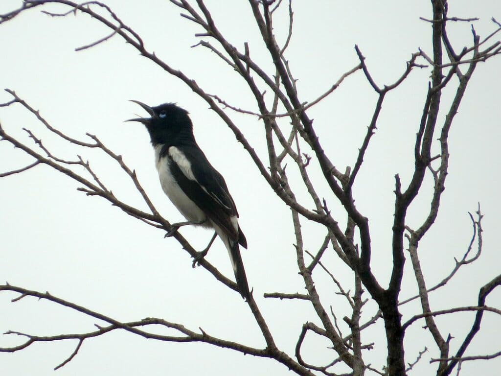 Pied Honeyeater