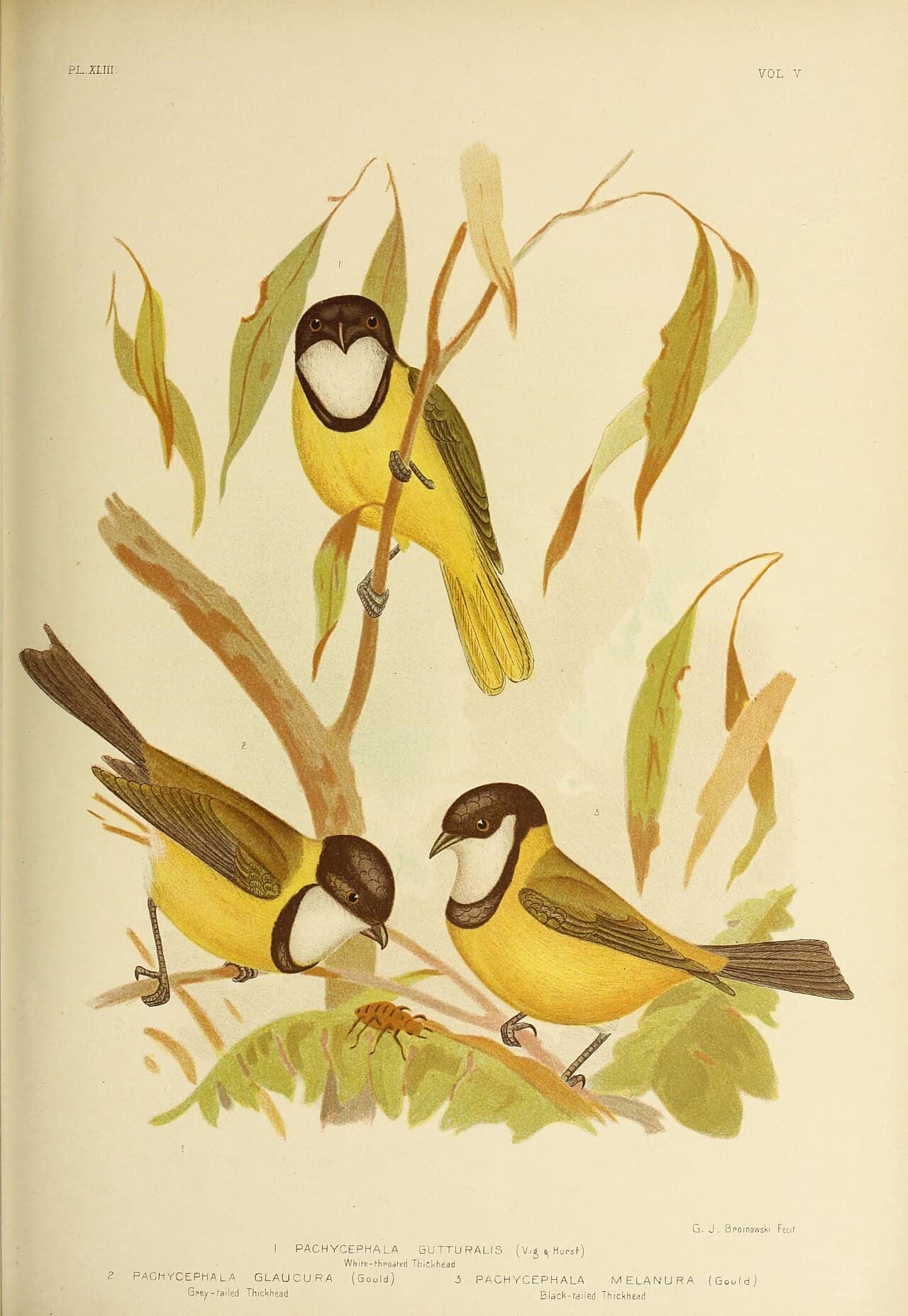 Mangrove Golden Whistler