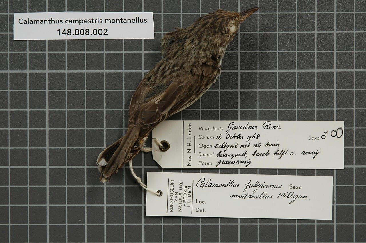 Western Fieldwren