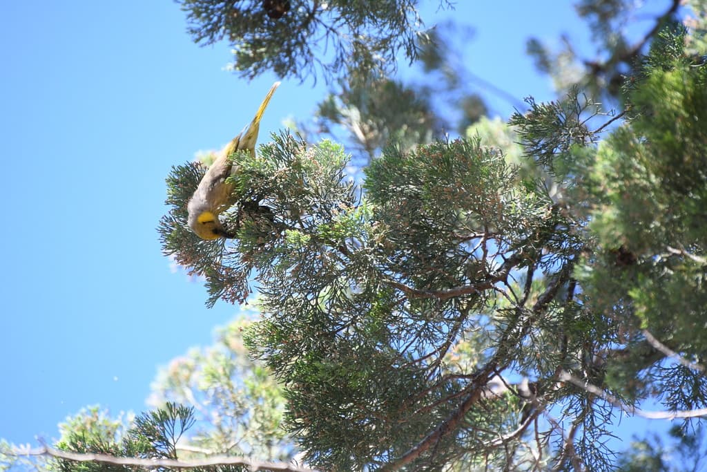 Grey-fronted Honeyeater
