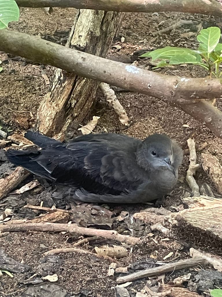 Wedge-tailed Shearwater