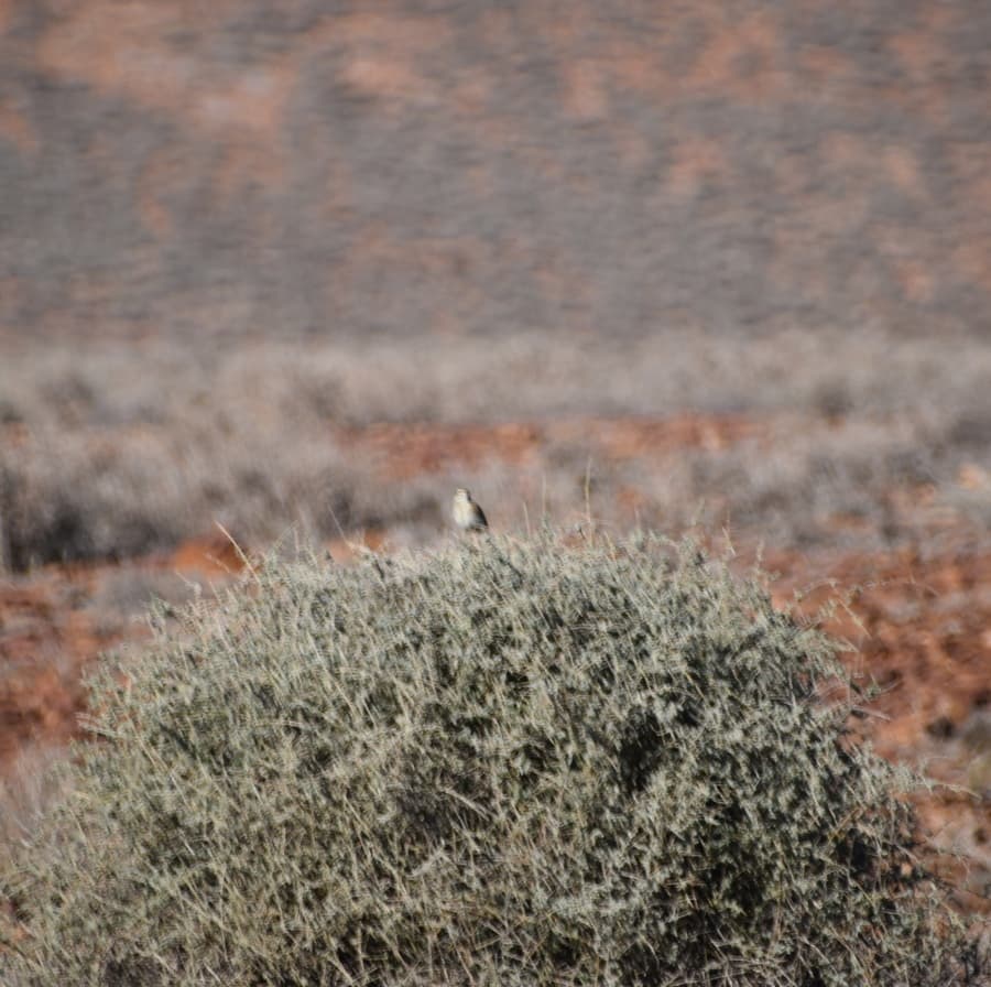 Cinnamon Quail-thrush