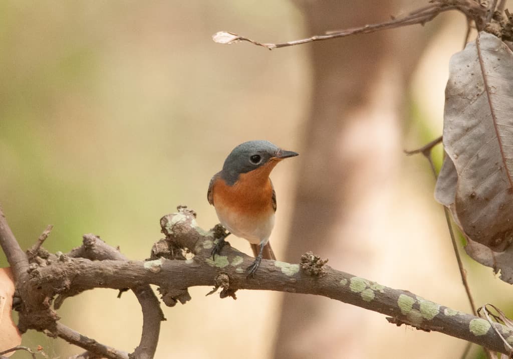 Leaden Flycatcher