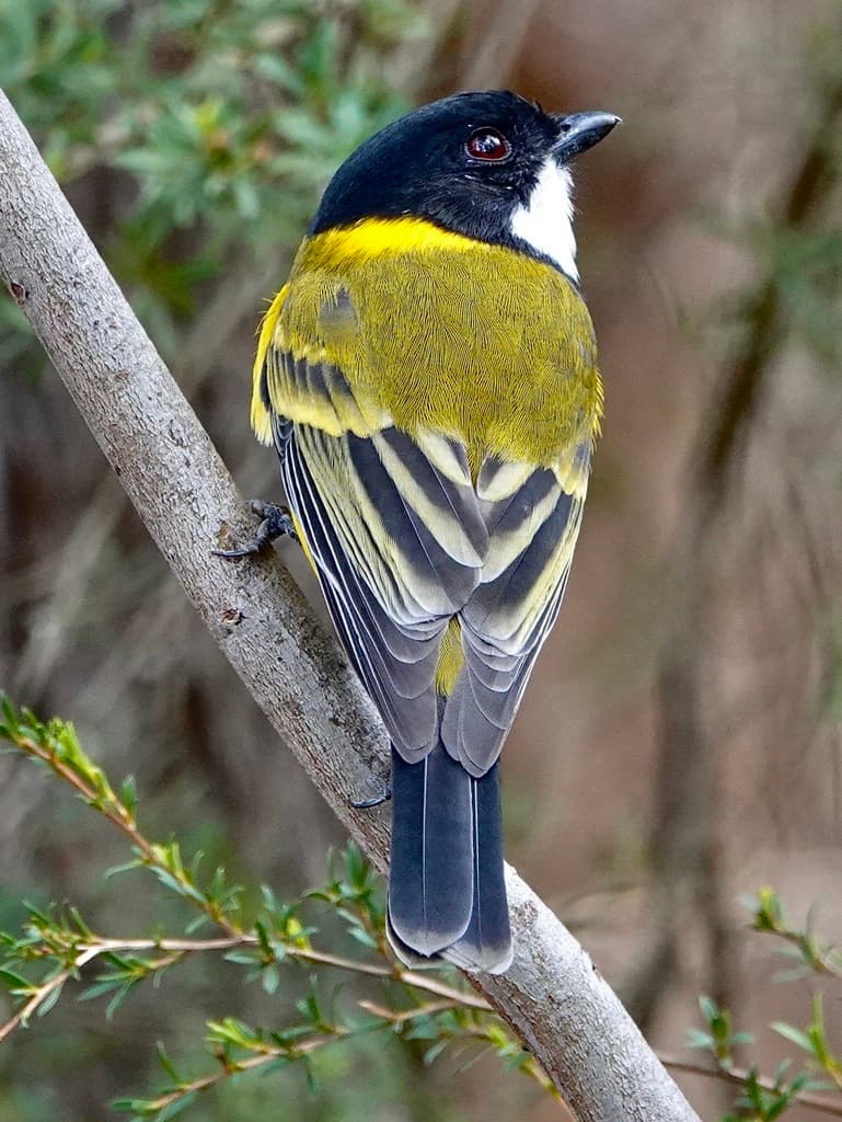 Australian Golden Whistler
