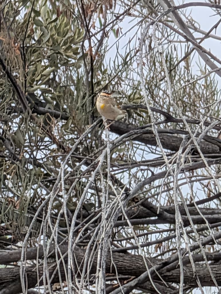 Red-browed Pardalote