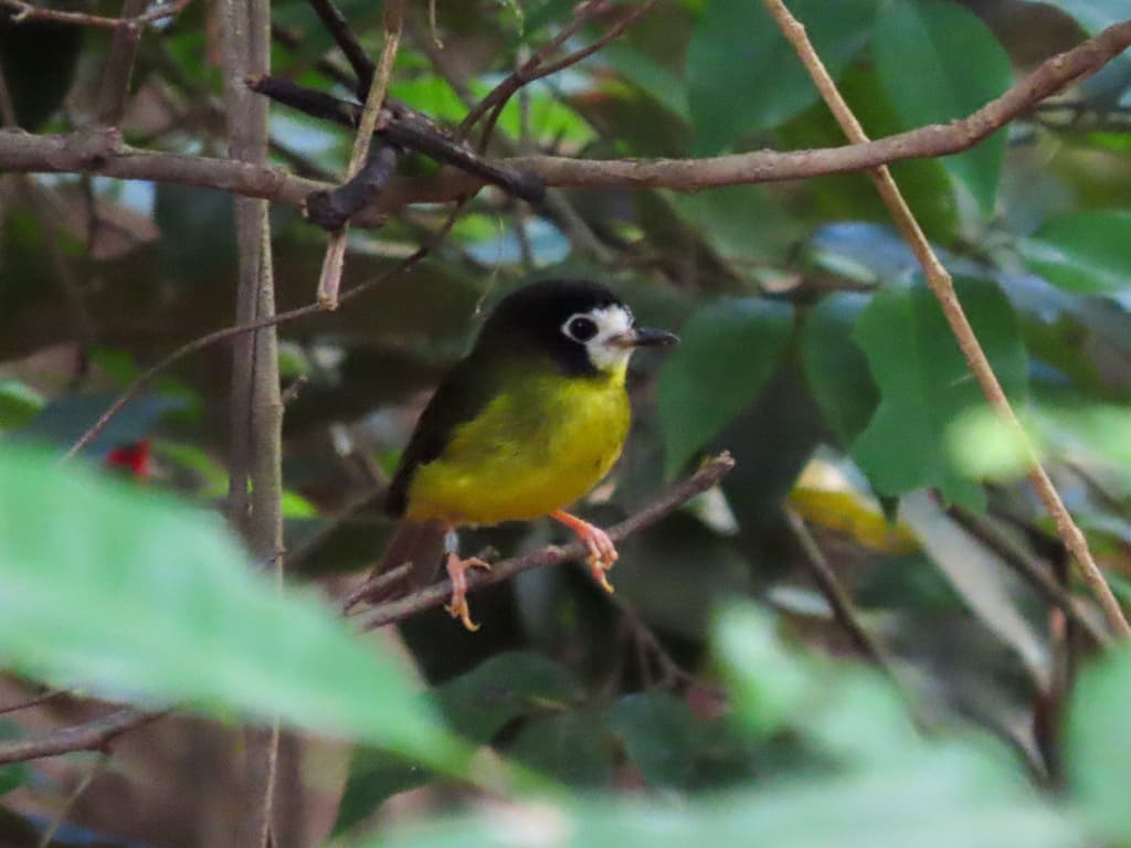 White-faced Robin