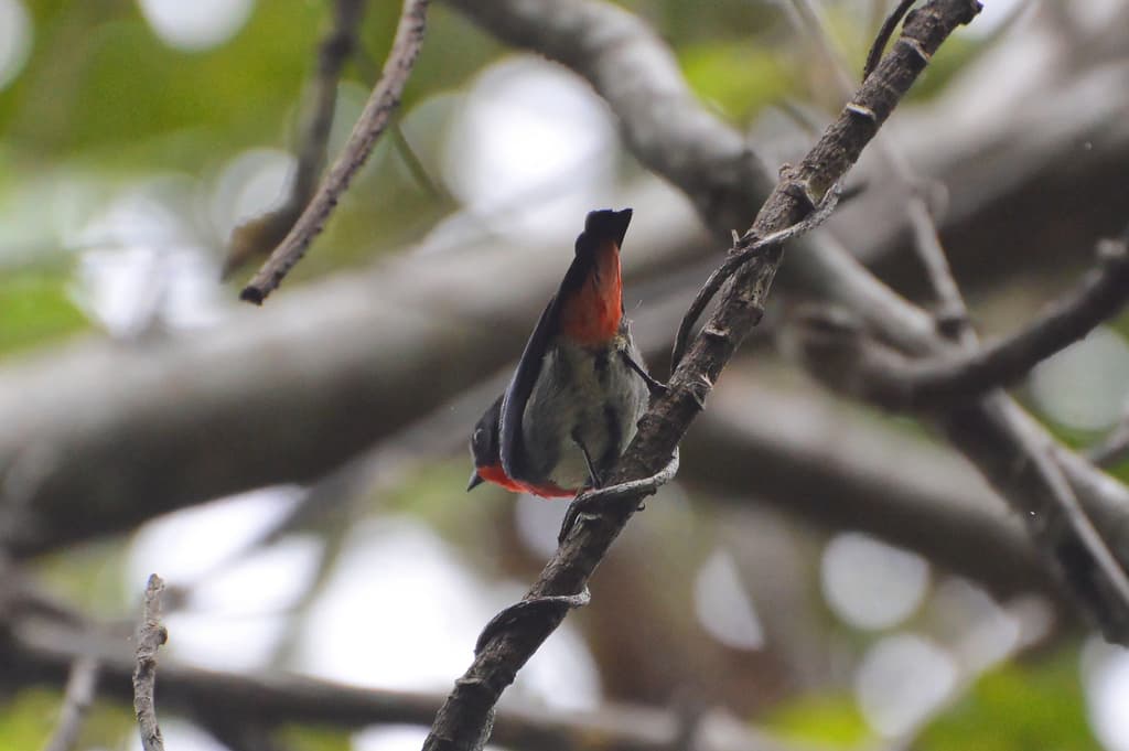 Mistletoebird