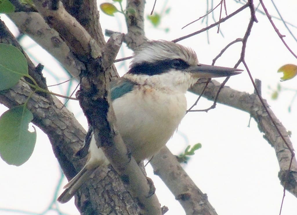 Red-backed Kingfisher