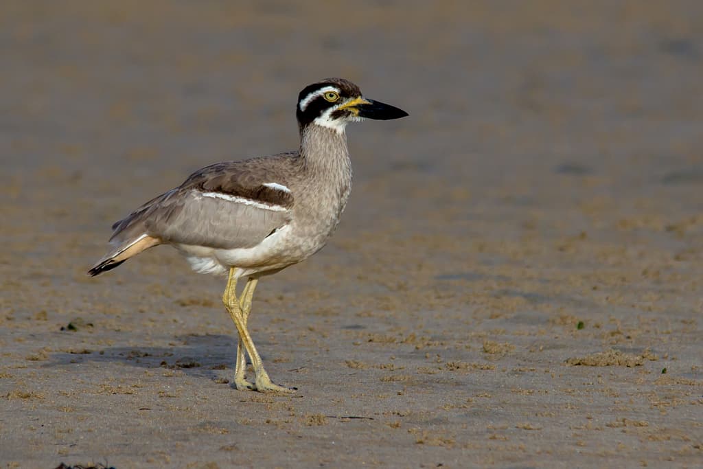Beach Stone-curlew
