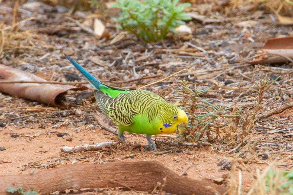 Budgerigar