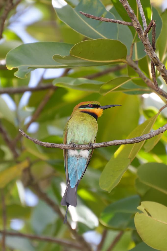 Rainbow Bee-eater