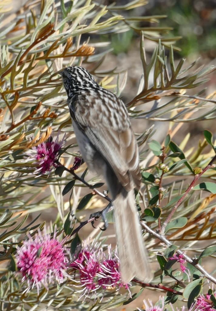 Striped Honeyeater