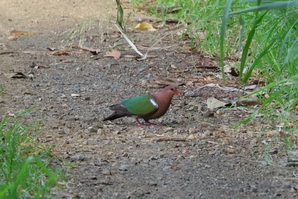 Common Emerald Dove