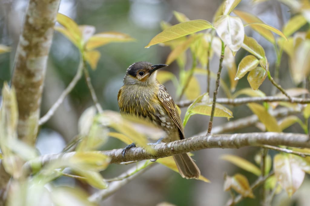 Macleay's Honeyeater