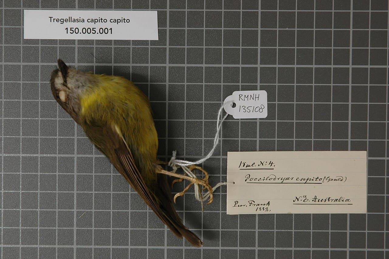 Pale-yellow Robin