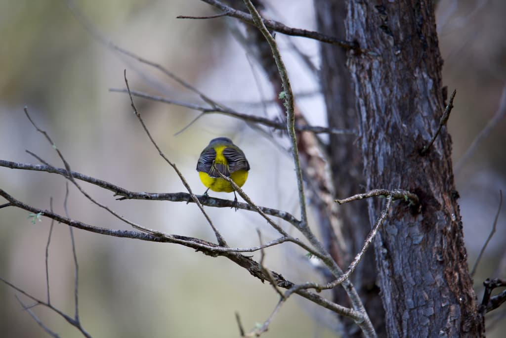 Western Yellow Robin