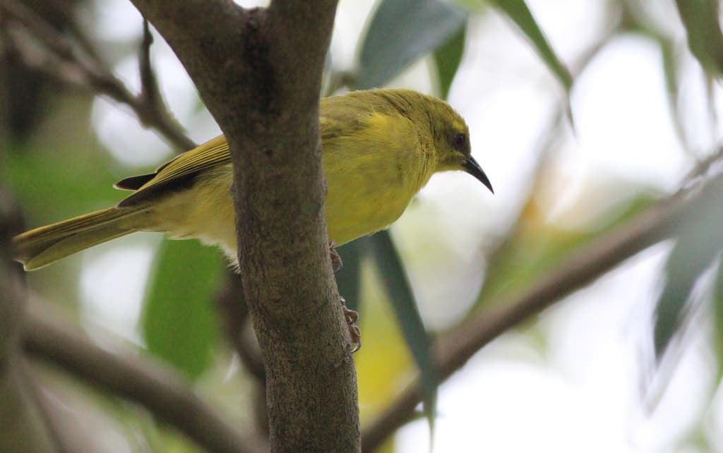 Yellow Honeyeater
