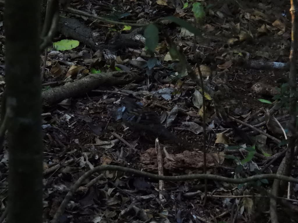 Australian Logrunner