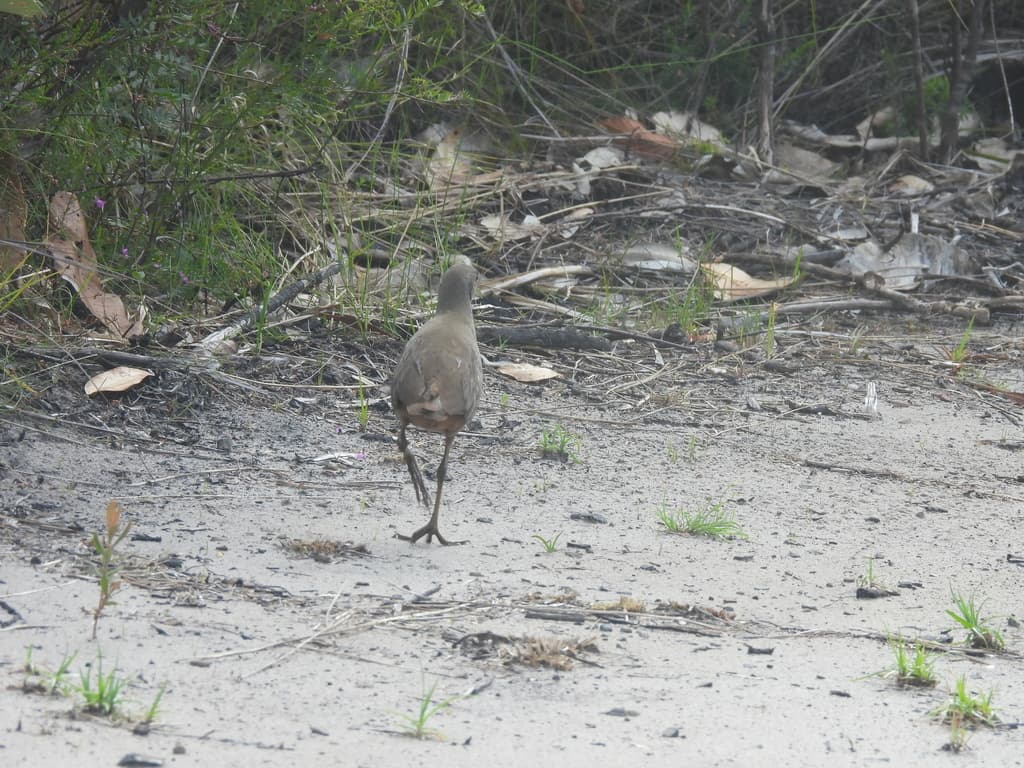 Pale-vented Bush-hen