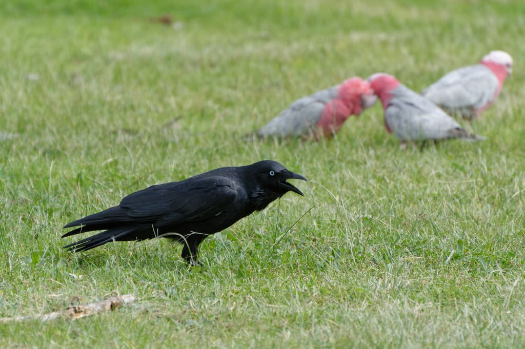 Little Raven