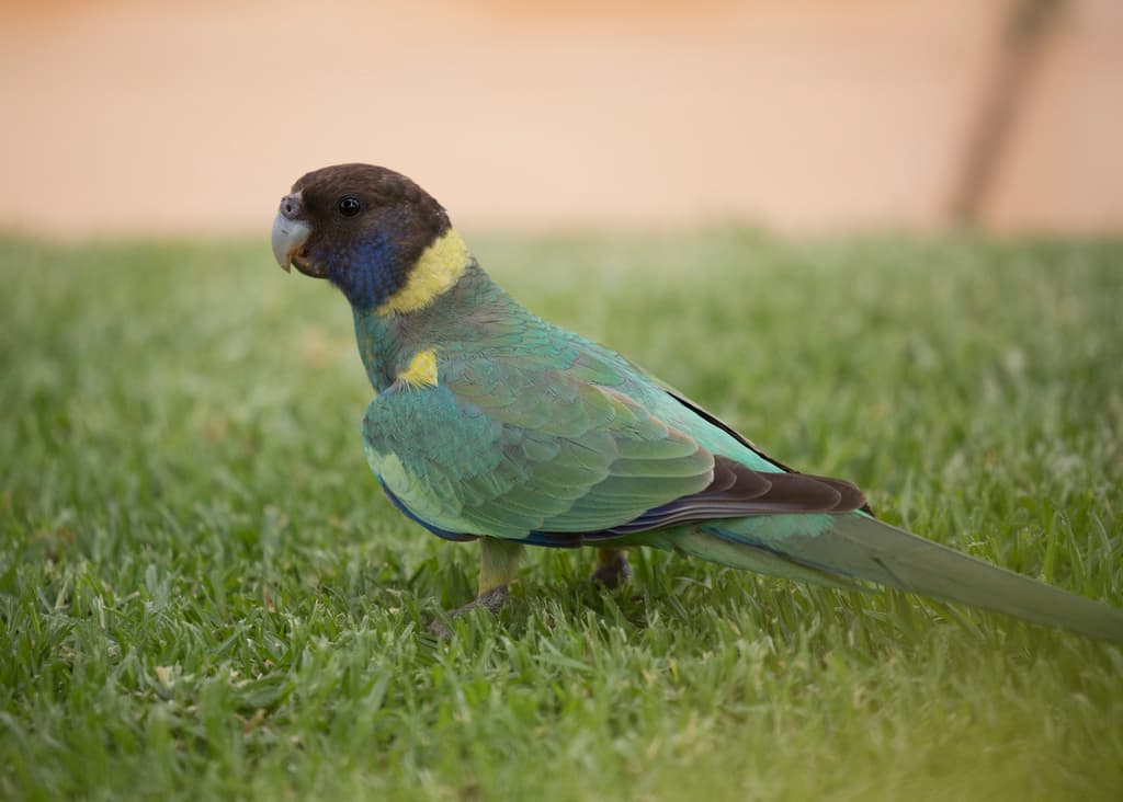 Australian Ringneck