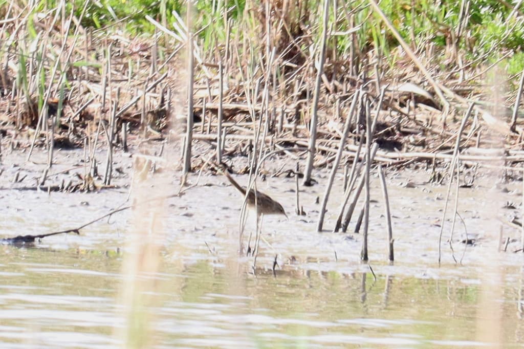 Little Grassbird