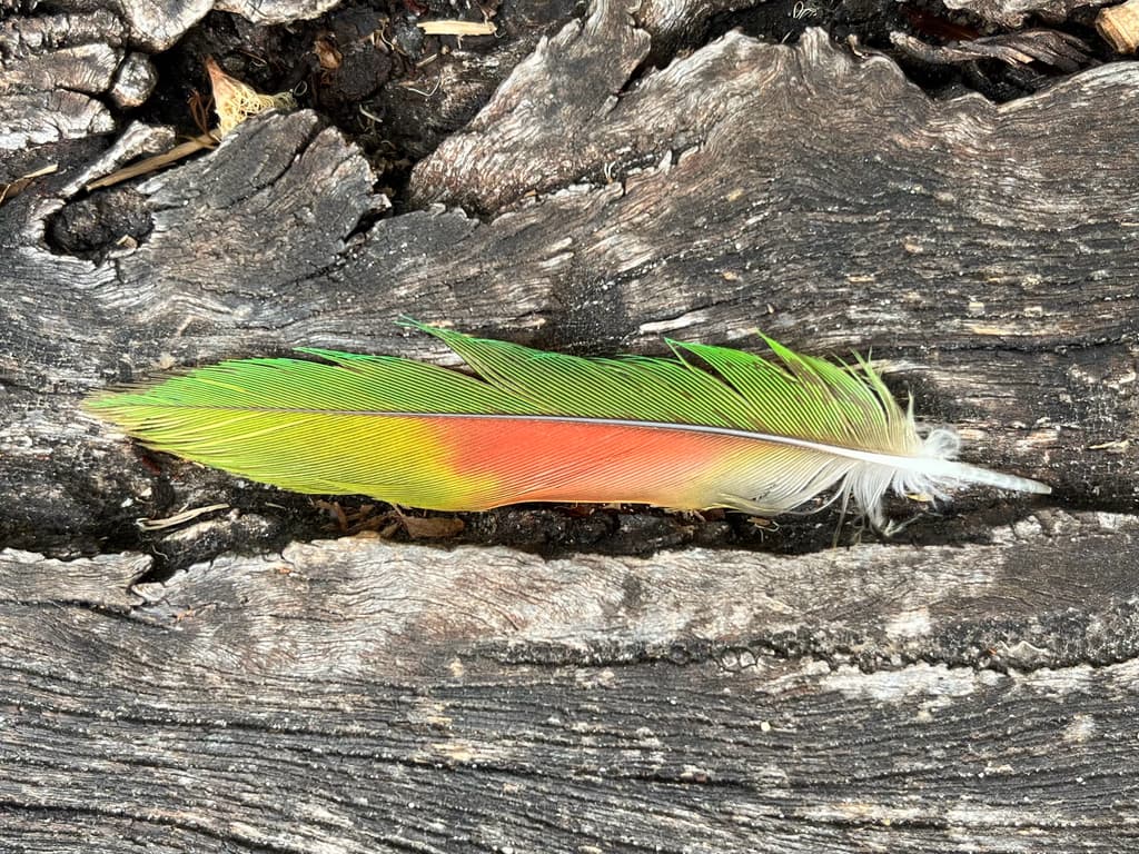 Musk Lorikeet