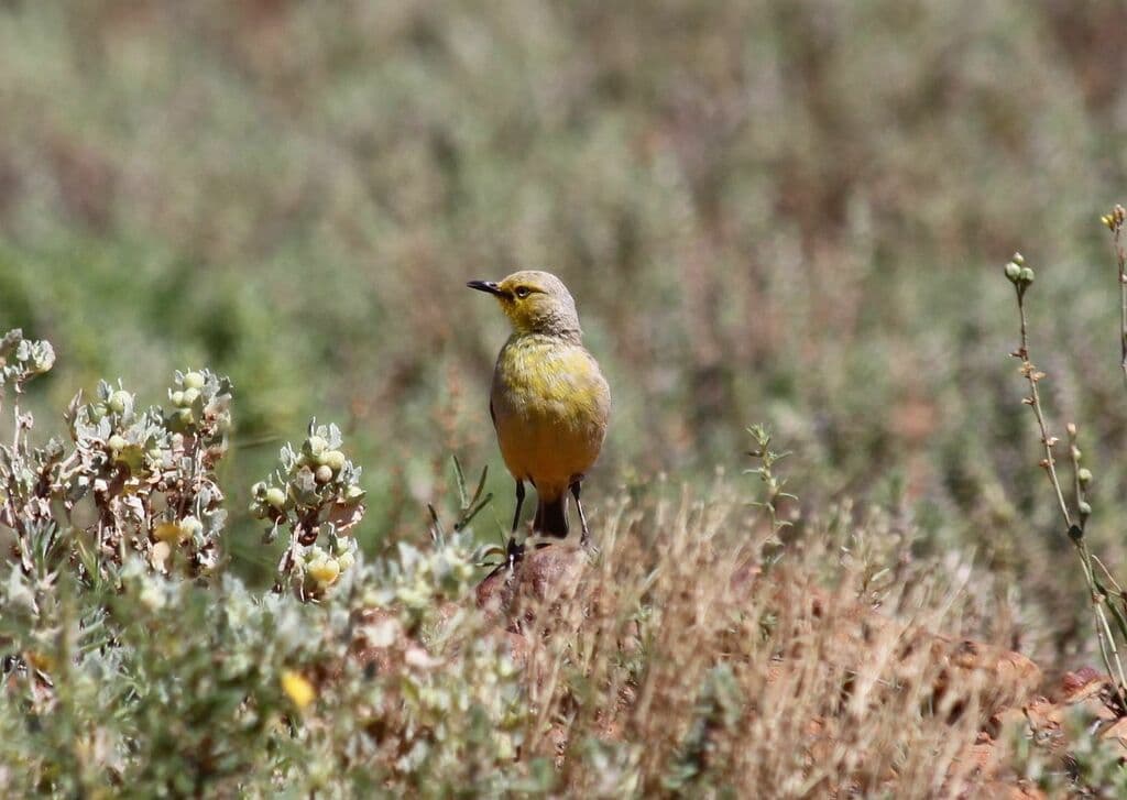 Gibberbird
