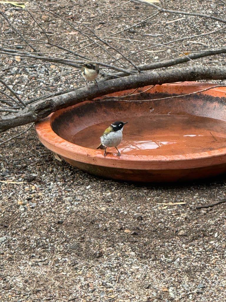 Gilbert's Honeyeater