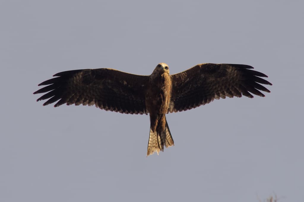 Black Kite