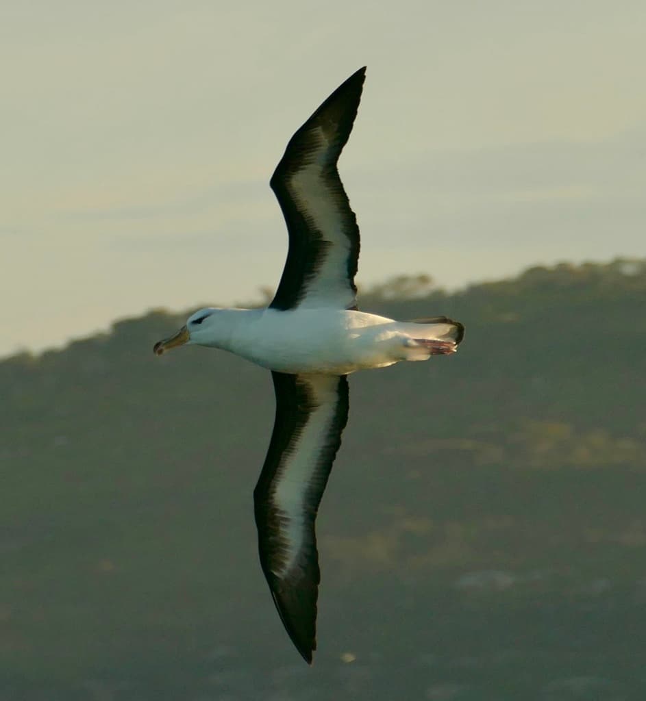 Black-browed Albatross