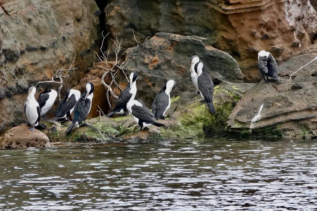 Australian Pied Cormorant