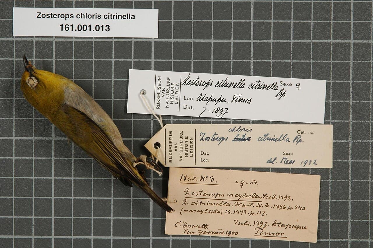 Ashy-bellied White-eye