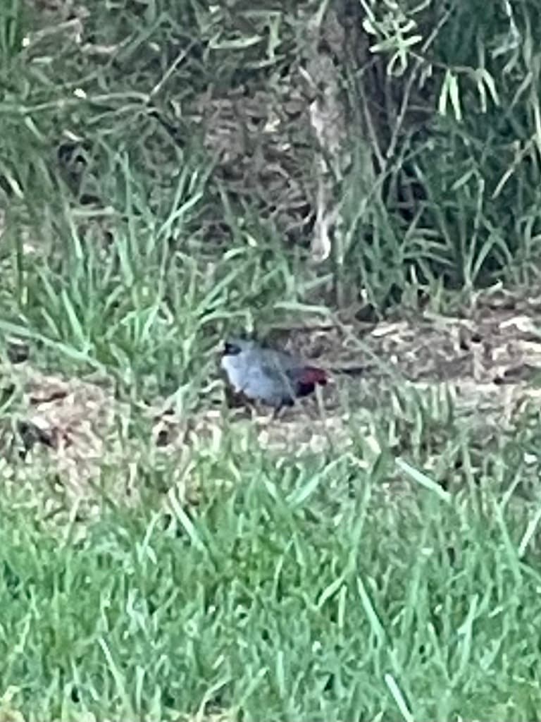 Beautiful Firetail