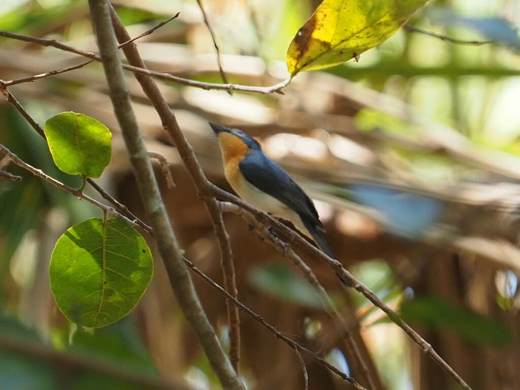 Broad-billed Flycatcher