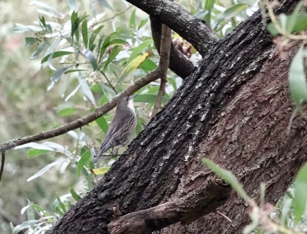 White-throated Treecreeper