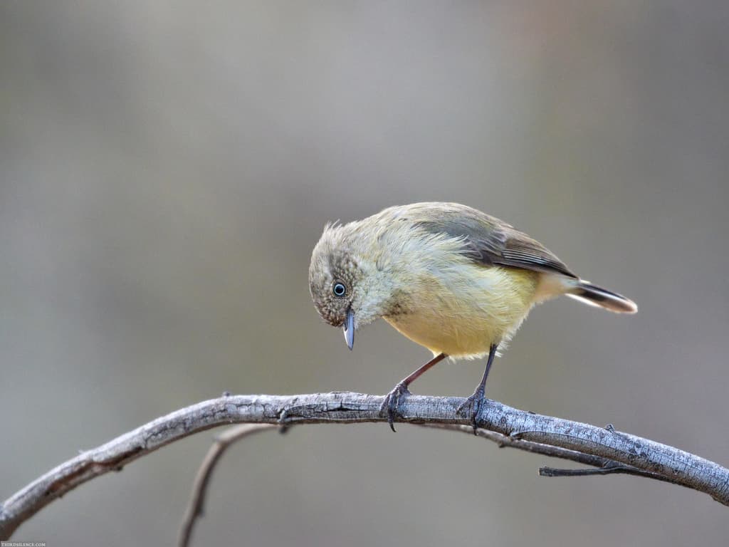 Buff-rumped Thornbill