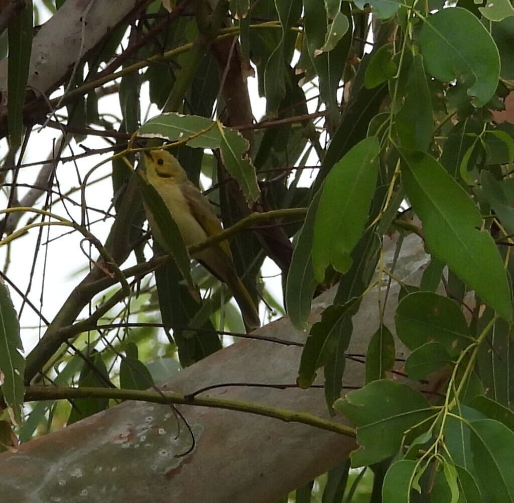 Yellow-tinted Honeyeater